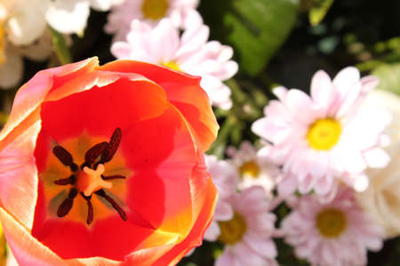 red tulip and pink chrysanthemums