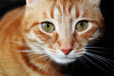The thoughtful, dreaming, sad red cat