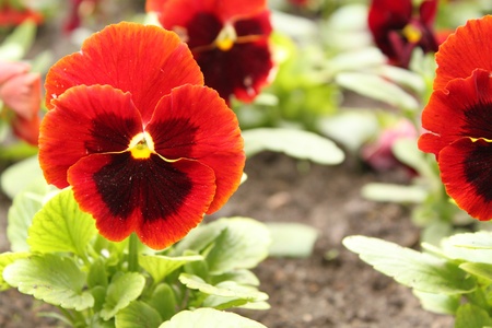 flower-bed of violaの写真素材