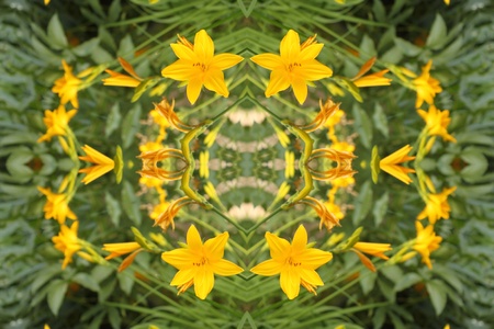 abstract background with yellow liliesの写真素材