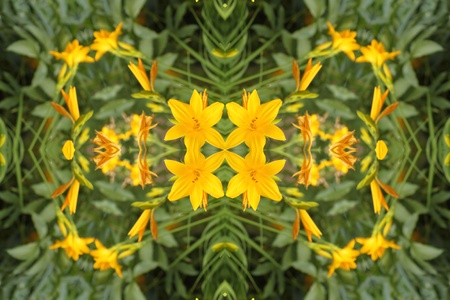 abstract background with yellow liliesの写真素材