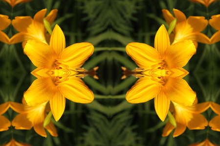 Abstract ornament with yellow liliesの写真素材