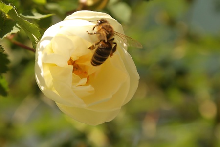 Bee and a flowerの写真素材