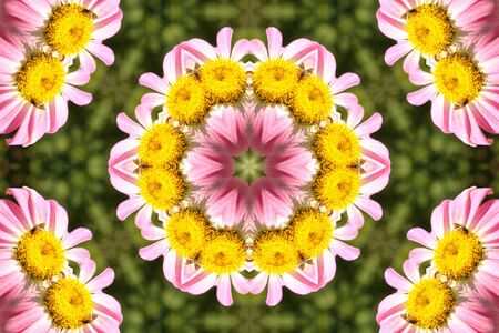 Abstract ornament with camomileの写真素材