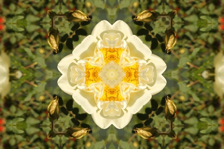 Abstract background with white rosesの写真素材