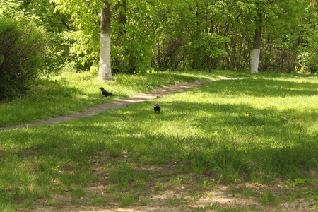 Park. Daws go on a grass and search for insects.の写真素材