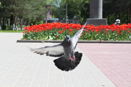 The pigeon flies over parkの写真素材