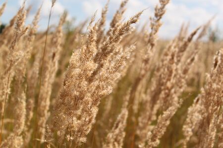 Dry grass. A fieldの写真素材
