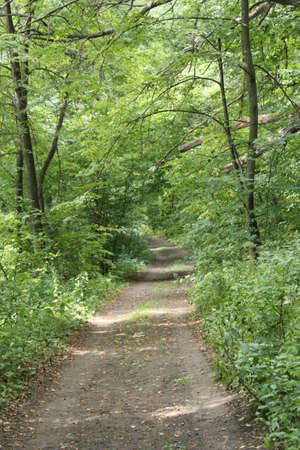 Walk in wood. A summer landscapeの写真素材