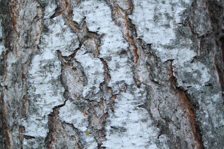 Birch barkの写真素材
