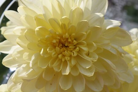 flower of chrysanthemumの写真素材