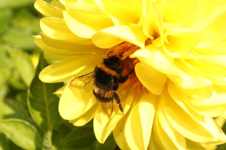The striped bumblebee creeps on a yellow chrysanthemumの写真素材
