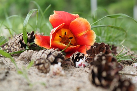 Tulip and cones (focus on tulip)の写真素材
