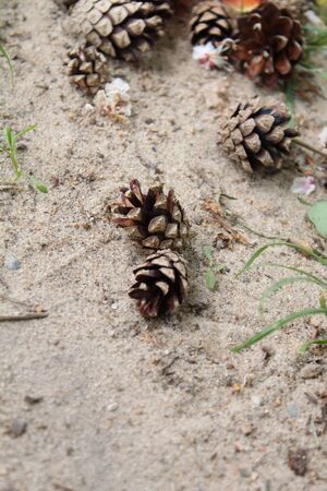 Cones on sandの写真素材