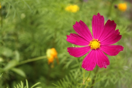 Crimson camomilesの写真素材