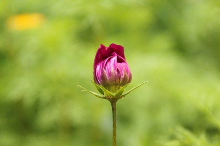 bud of crimson camomilesの写真素材