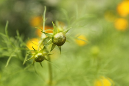 green bud of camomileの写真素材