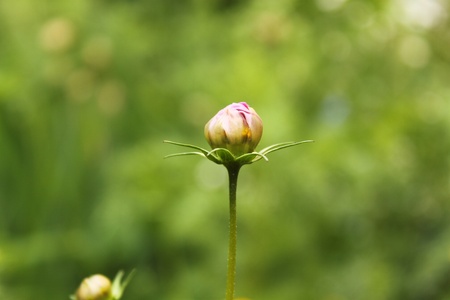 bud of camomileの写真素材