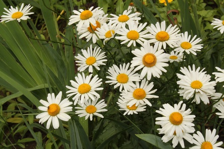 group of white camomilesの写真素材