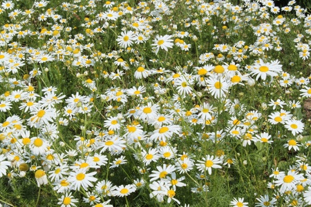 field of white camomilesの写真素材