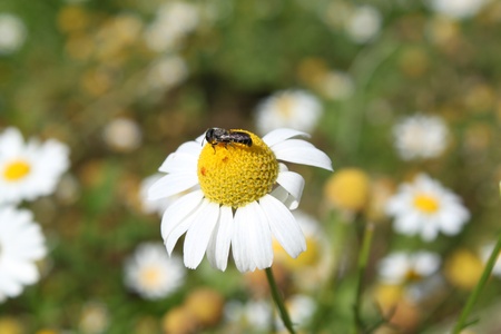 bee on camomiles fieldの写真素材