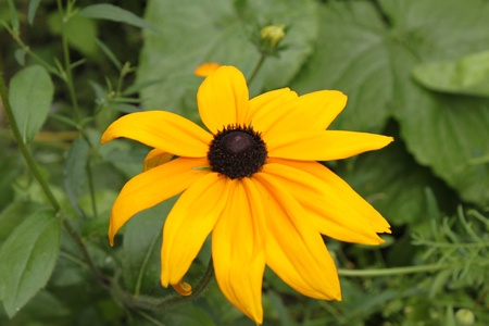 yellow camomileの写真素材