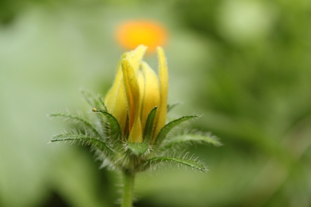 Beautiful bud of a yellow camomileの写真素材
