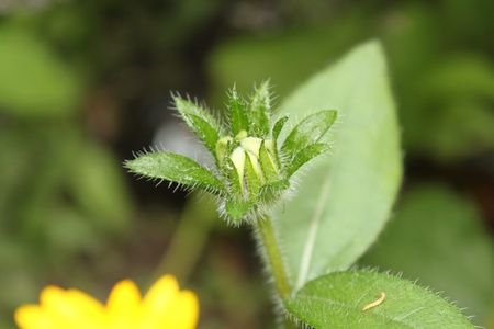 bud of a yellow camomileの写真素材