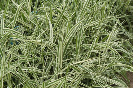 Decorative grassの写真素材