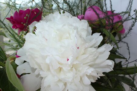 bouquet of white gladiolusesの写真素材