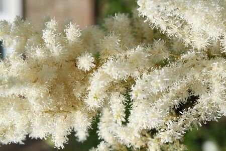 Branch white fluffy flowersの写真素材