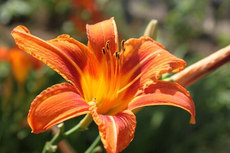 Red lilyの写真素材