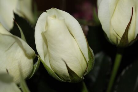 white roseの写真素材