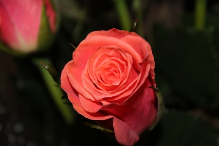 red roseの写真素材