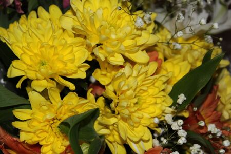 yellow chrysanthemumsの写真素材