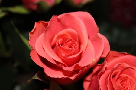red roseの写真素材