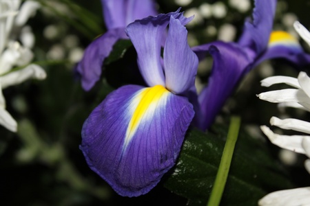 blue irisの写真素材