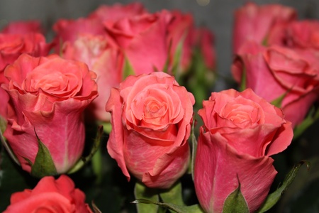 Bouquet of pink rosesの写真素材