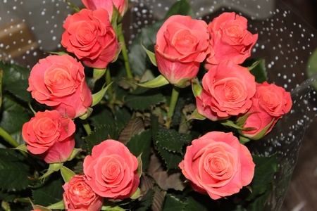 Bouquet of pink rosesの写真素材
