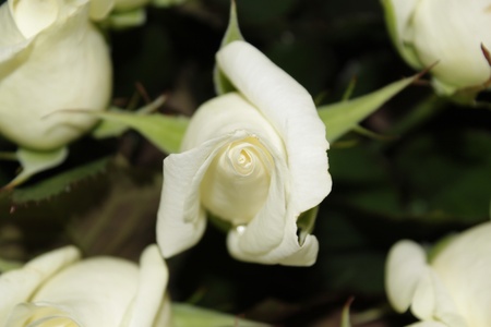white rose with a beautiful formの写真素材