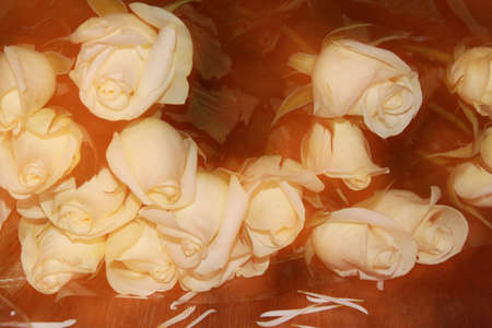 Bouquet of white roses in dreamの写真素材