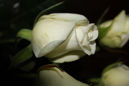 white roseの写真素材