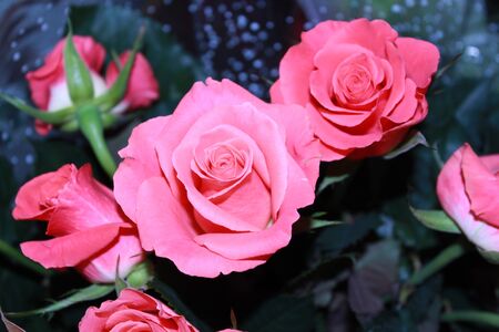 Bouquet of pink rosesの写真素材