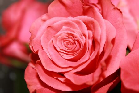 pink roseの写真素材