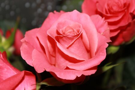 pink roseの写真素材