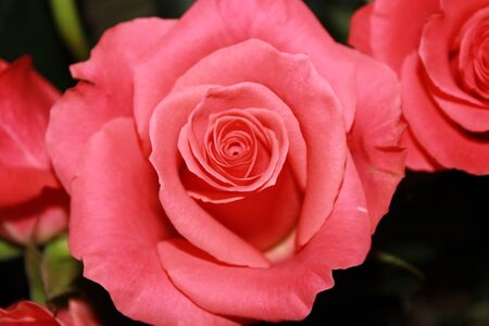 one pink roseの写真素材