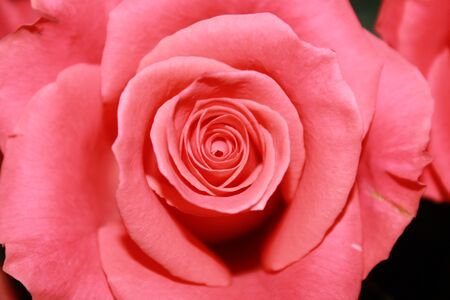 pink roseの写真素材