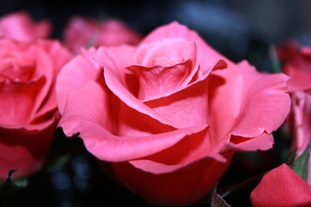 pink roseの写真素材
