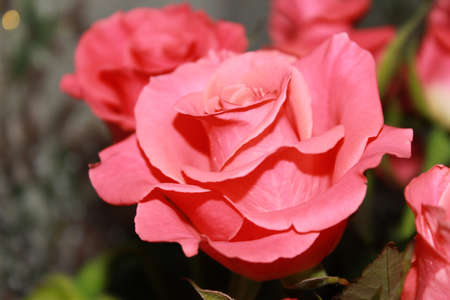 pink rose with a beautiful formの写真素材