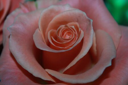 pink roseの写真素材